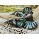 Yolanda Fleurs Avec Isabella Butterfly Collar and Hair Clips(Leftovers/7 Colours)